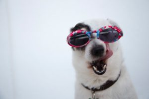 Rejected by the Washington Post 2 adorable-dog-in-sunglasses-compressor